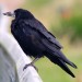 avatar lady_rook