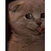 avatar babij