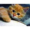 awatar eliza_1
