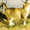 awatar tarnowitz