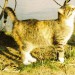 avatar tarnowitz