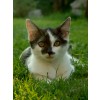 awatar alice17