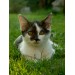 avatar alice17